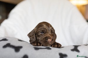 Cocker Spaniel dogs Working Cocker Spaniel puppies - Advert 3