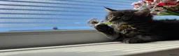 Maine Coon cats for sale: 3 quarter Mainecoon in Workington - Advert 5