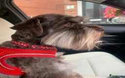 Miniature Schnauzer dogs for stud: KC REG Liver & Tan Miniature Schnauzer Stud - Image 3
