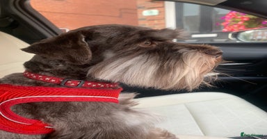 Miniature Schnauzer dogs - Advert 7