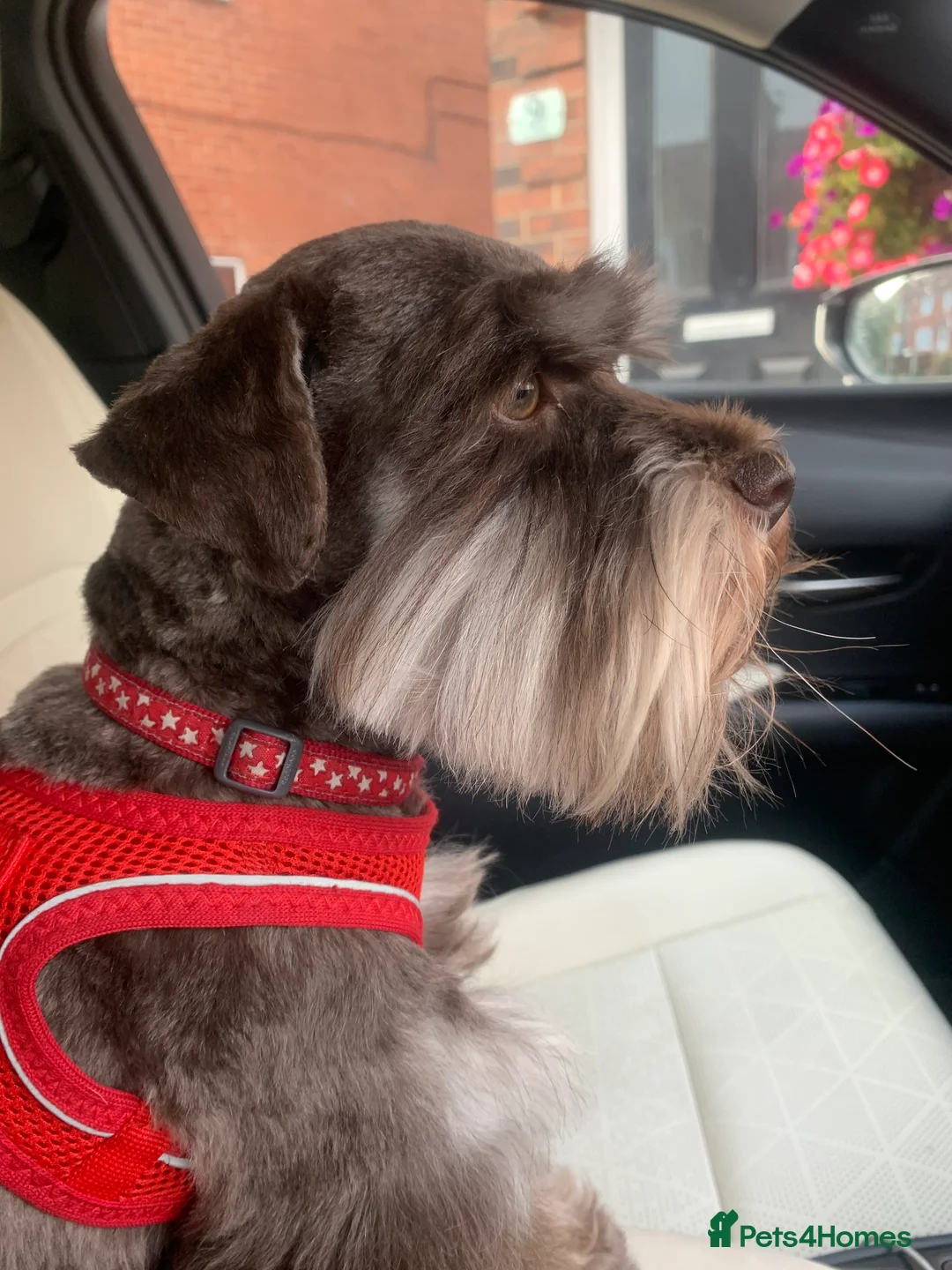 Miniature Schnauzer dogs for stud: KC REG Liver & Tan Miniature Schnauzer Stud - Advert 3