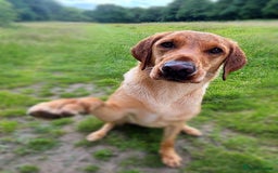 Labrador Retriever dogs for sale: WORMAGS KC REGISTERED LAST LABRADOR PUPPY - Image 17