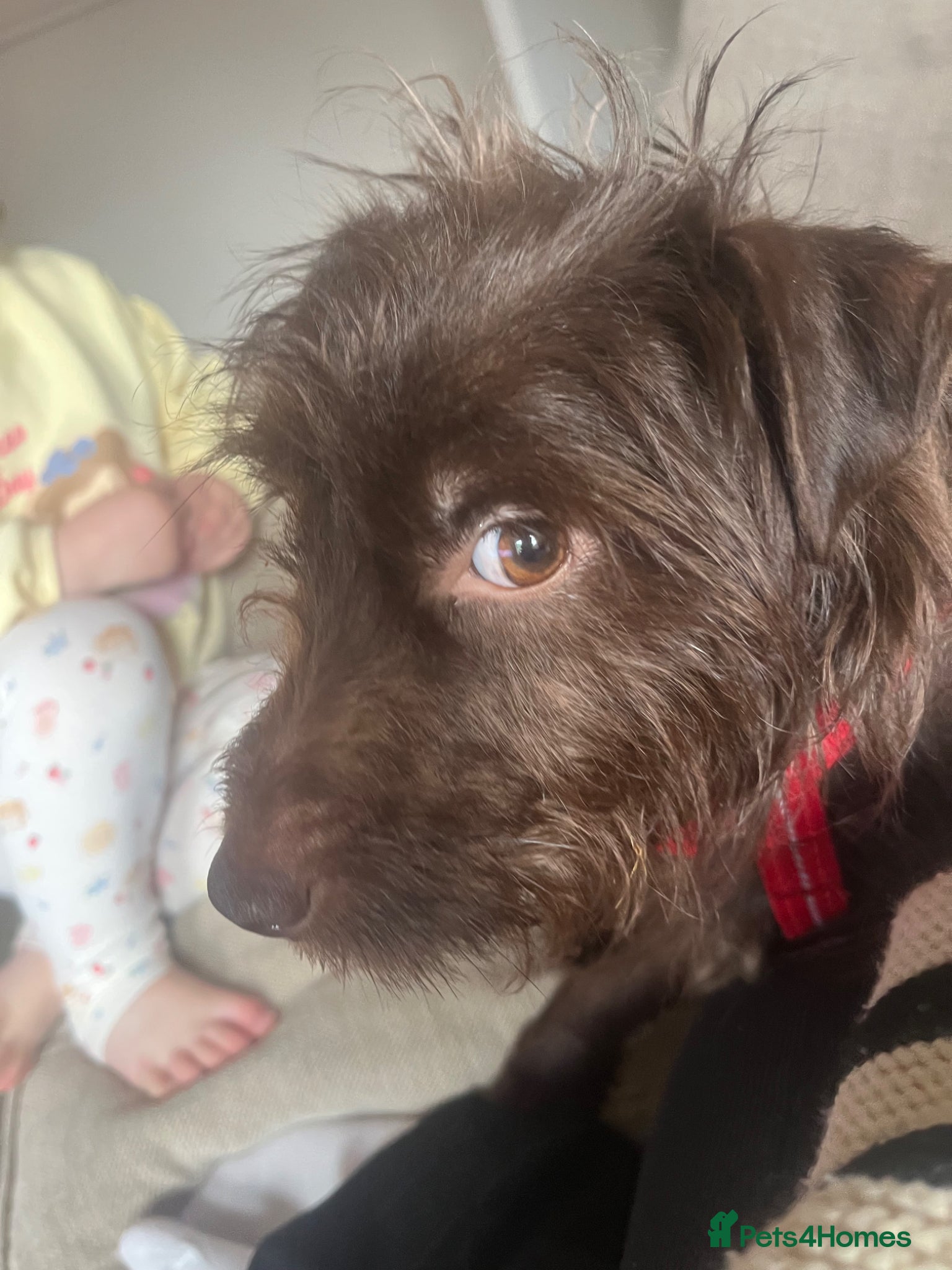 Patterdale Terrier dogs Lovely patterdale terrier - Advert 5