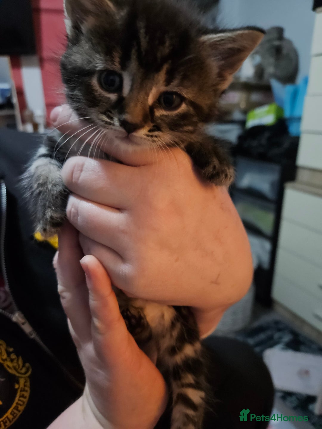 Mixed Breed cats for sale: Tabby kittens  - Advert 2