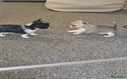 Chihuahua dogs for sale: Small chihuahua puppies  - Advert 10