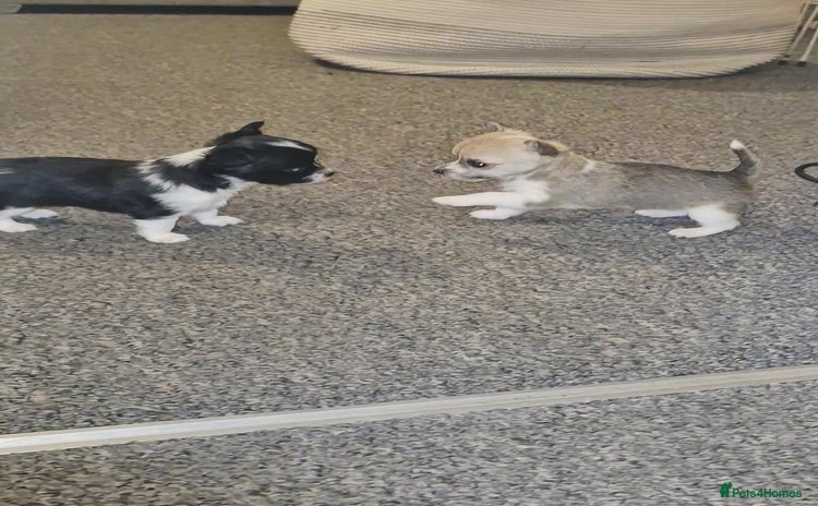 Chihuahua dogs Small chihuahua puppies  - Advert 1