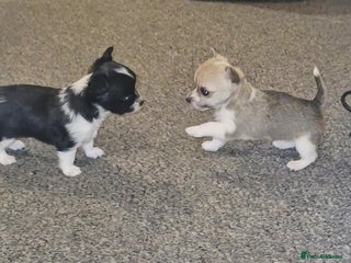 Chihuahua dogs Small chihuahua puppies - Advert 1