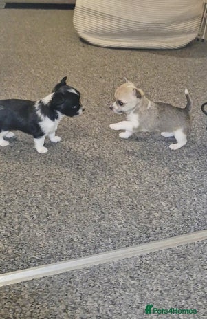 Chihuahua dogs Small chihuahua puppies - Advert 1