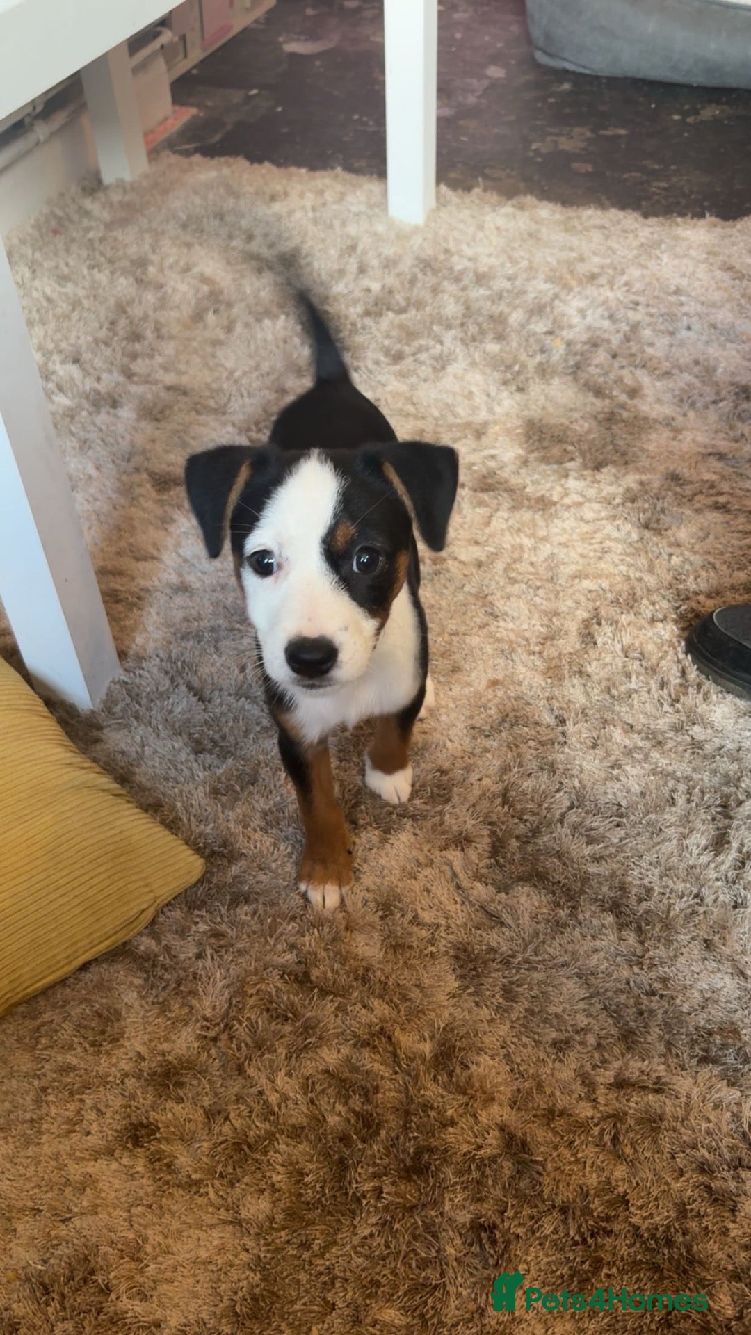 Mixed Breed dogs Dollie  - Advert 1