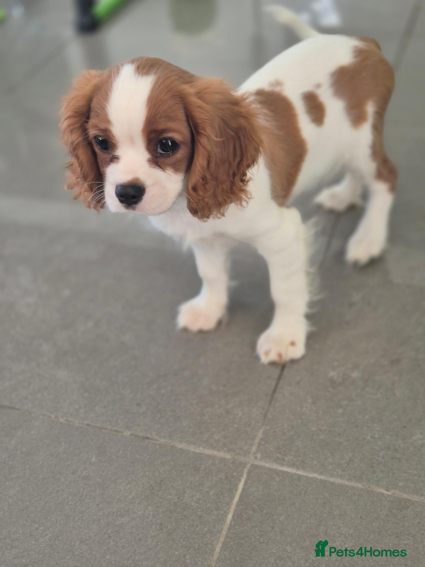 Cavalier King Charles Spaniel dogs Fully vac,Last2, Cavalier KingCharles Boy ReadyNow - Advert 2