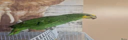 Parrots birds for sale: Amazon Parrot  in Tipton - Advert 2