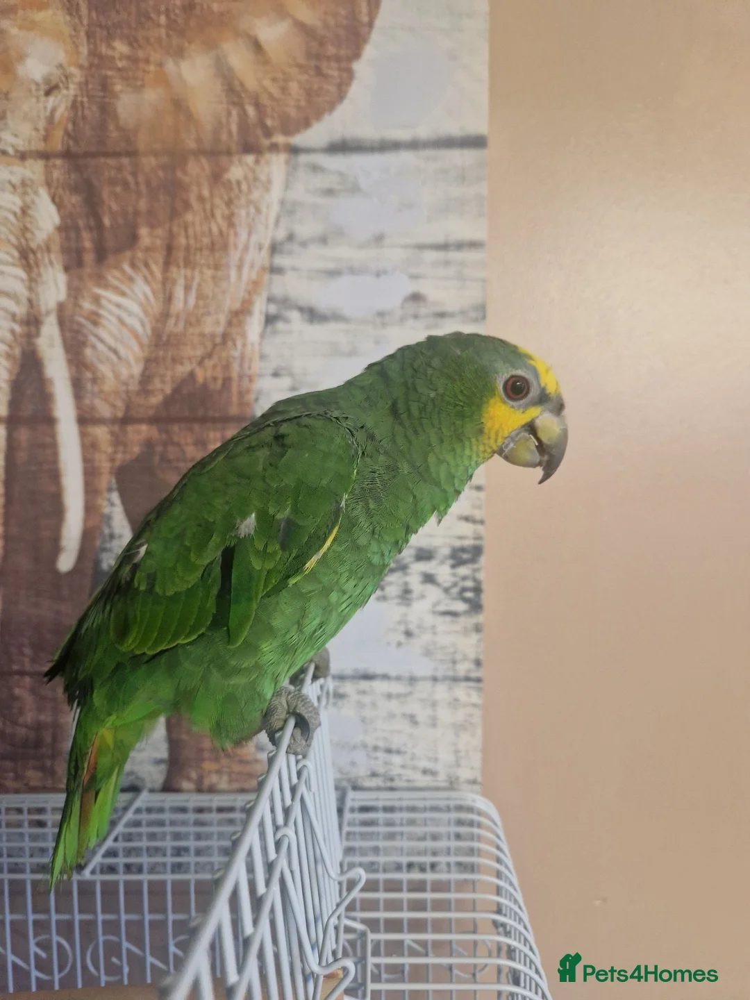 Parrots birds for sale: Amazon Parrot  in Tipton - Advert 2