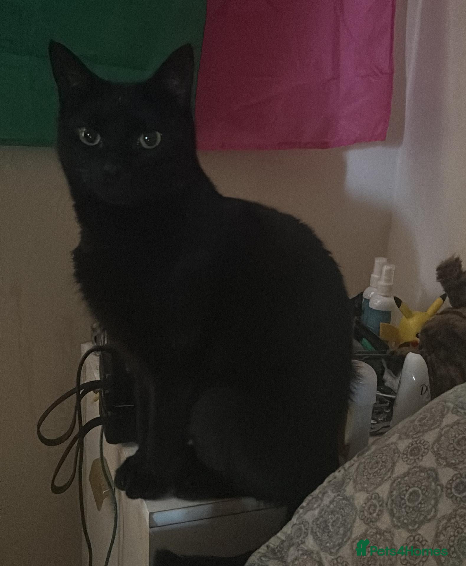 Mixed Breed cats Loving black cat - Advert 1