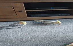 Cockatiels birds for sale: Pair of cockatiels - Advert 2