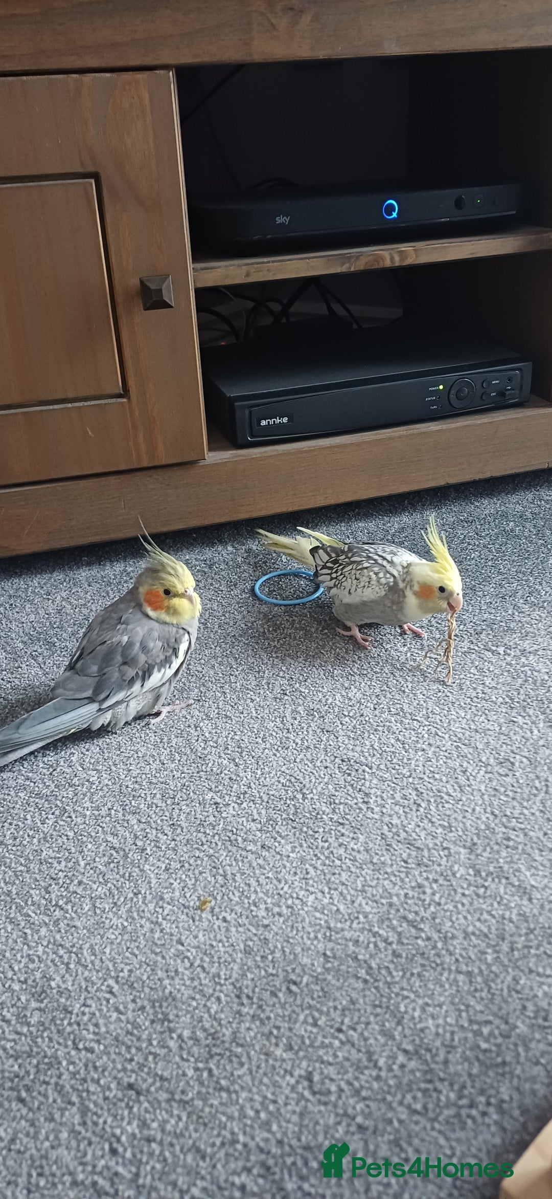 Cockatiels birds for sale: Pair of cockatiels - Advert 2