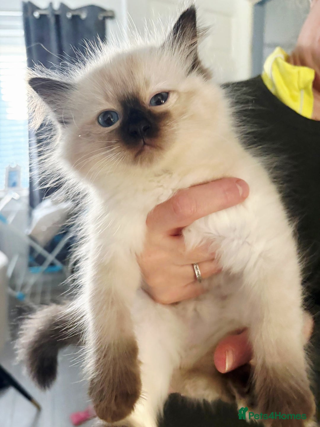 Ragdoll cats for sale: Pure Ragdoll Kittens - Advert 7