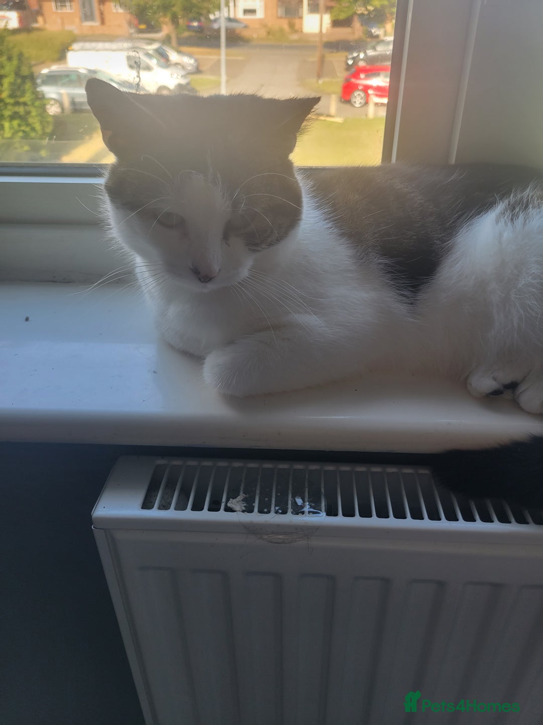 Domestic Shorthair cats for sale: Leo male cat for rehoming - Image 2