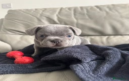 French Bulldog dogs for sale: Beautiful Frenchie Boys  - Image 4
