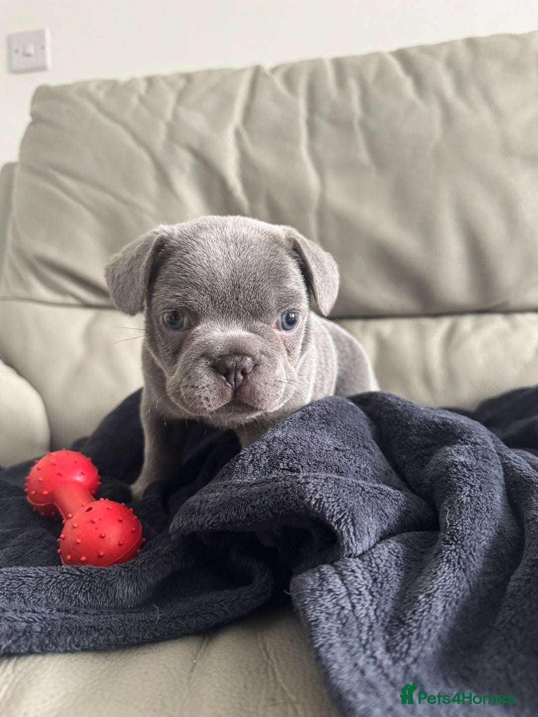 French Bulldog dogs for sale: Beautiful Frenchie Boys  - Image 4