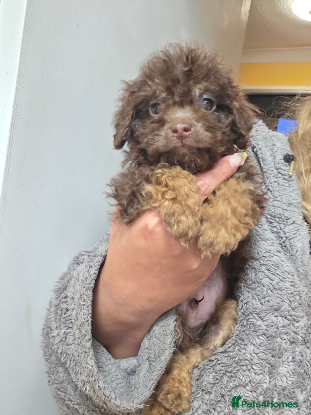 Cockapoo dogs for sale: Cockapoo puppies - Advert 22