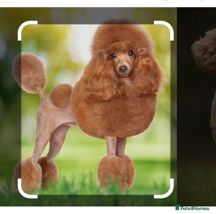 Miniature Poodle dogs WANTED.  POODLE.  MALE - Advert 9