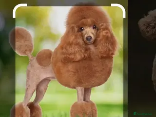 Miniature Poodle dogs WANTED. POODLE. MALE - Advert 1