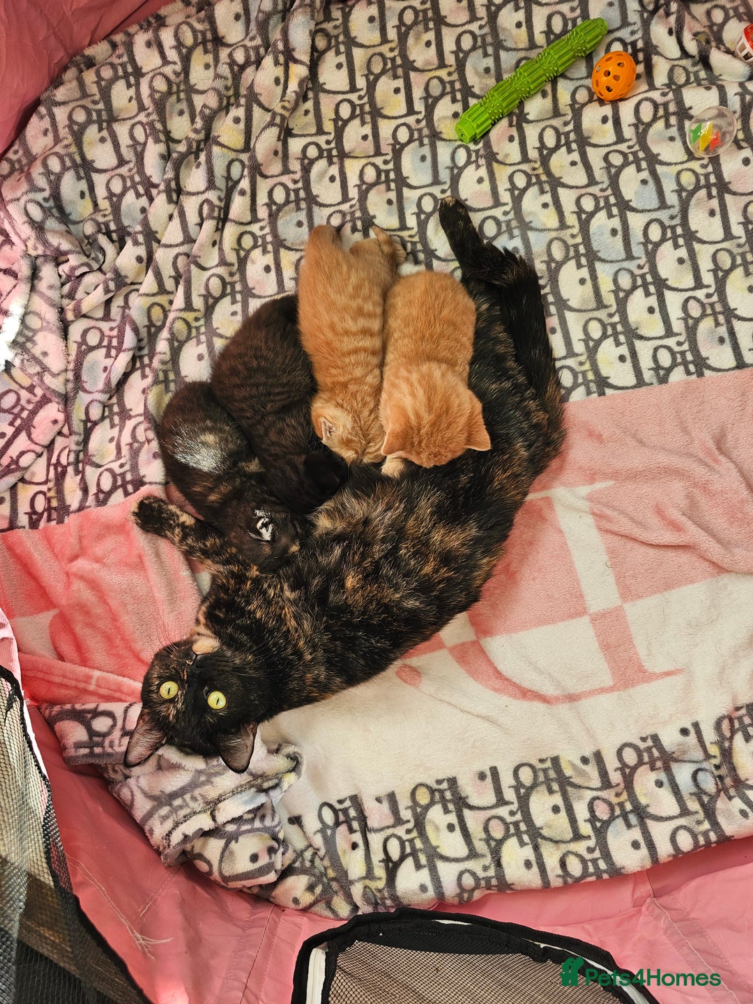 British Shorthair cats for sale: Beautiful British shorthair kittens  - Advert 12