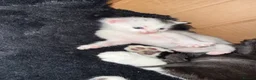 Mixed Breed cats for sale: 5 happy healthy short haired kittens from Lola  - Advert 12
