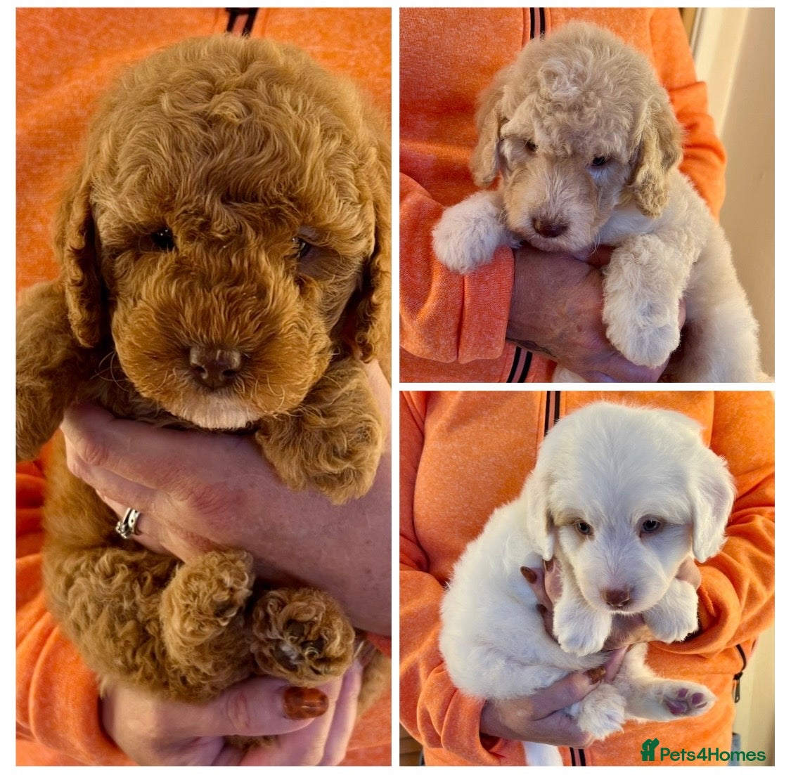 Labradoodle dogs READY NOW! Labradoodles F1b Health tested parents  - Advert 1