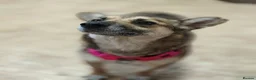 Mixed Breed dogs for adoption: ❤️🐶 ZLATA – GENTLE, THOUGHTFUL in Burton-on-Trent - Advert 13