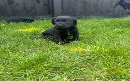 Labrador Retriever dogs for sale: Kc reg black working Labrador puppies  - Image 17