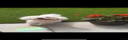 Poochon dogs for sale: Beautiful Pochoon puppies!! - Advert 12