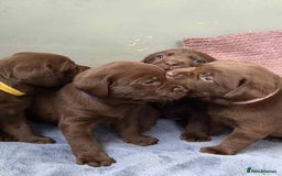Labrador Retriever dogs for sale: KC SILVER/CHOCOLATE PEDIGREE LABRADOR PUPIES - Image 16