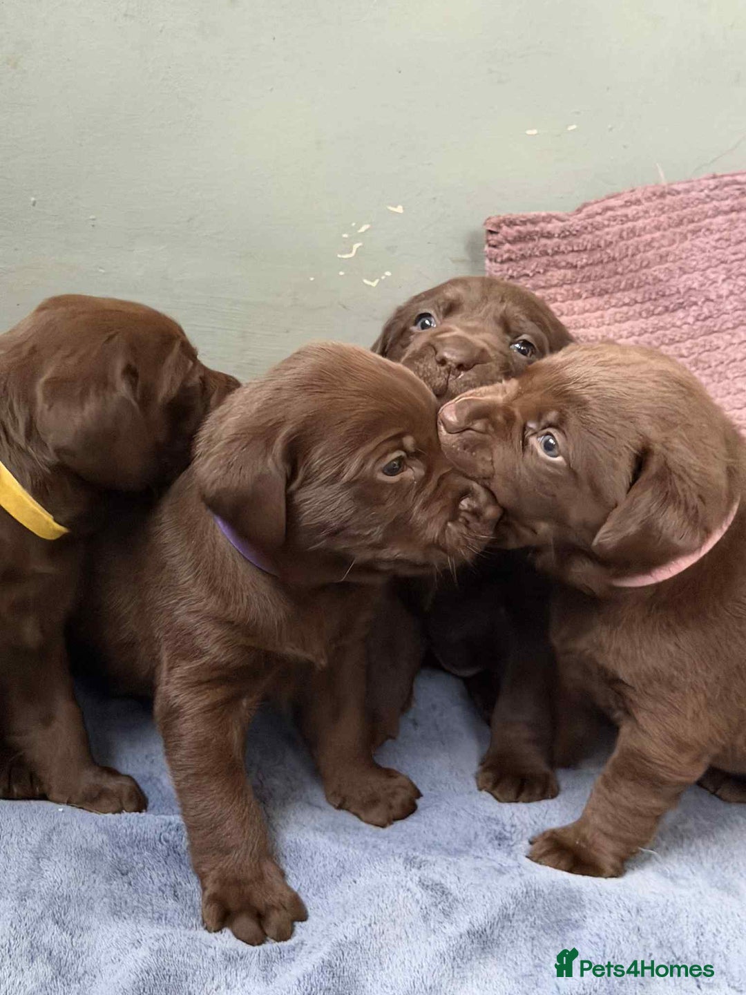 Labrador Retriever dogs for sale: KC SILVER/CHOCOLATE PEDIGREE LABRADOR PUPIES - Image 16