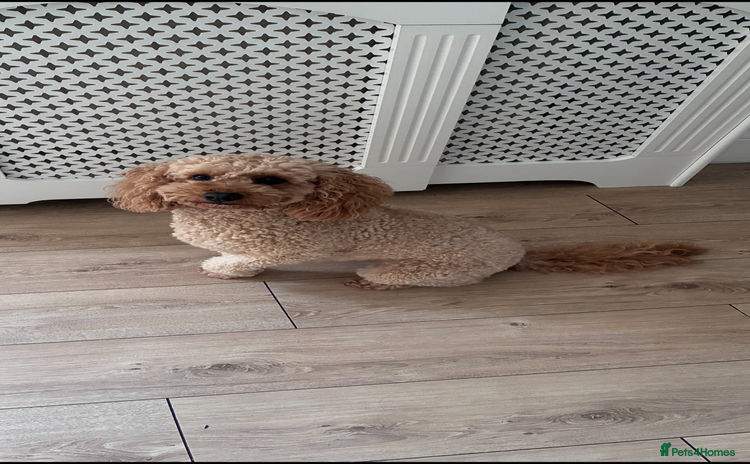 Cockapoo dogs F1b Cockapoo Puppies - Advert 7