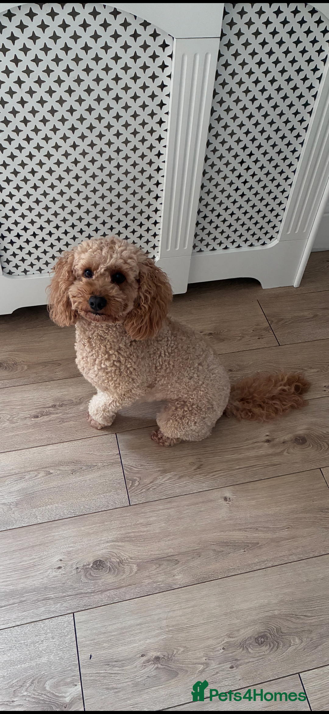 Cockapoo dogs for sale: F1b Cockapoo Puppies - Advert 1