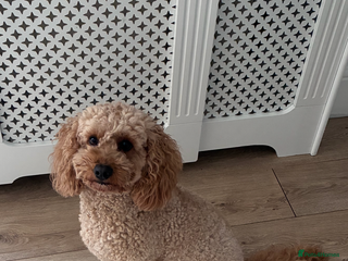 Cockapoo dogs F1b Cockapoo Puppies - Advert 5