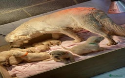 Golden Retriever dogs for sale: 7 kc golden retrievers left  - Image 2