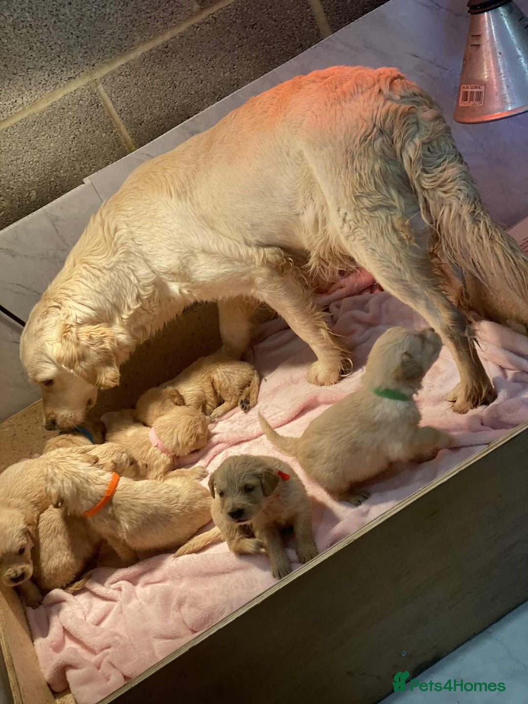 Golden Retriever dogs for sale: 7 kc golden retrievers left  - Image 2