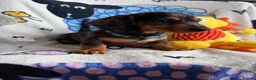 Miniature Dachshund dogs for sale: KC Mini Dachshund.  - Advert 17