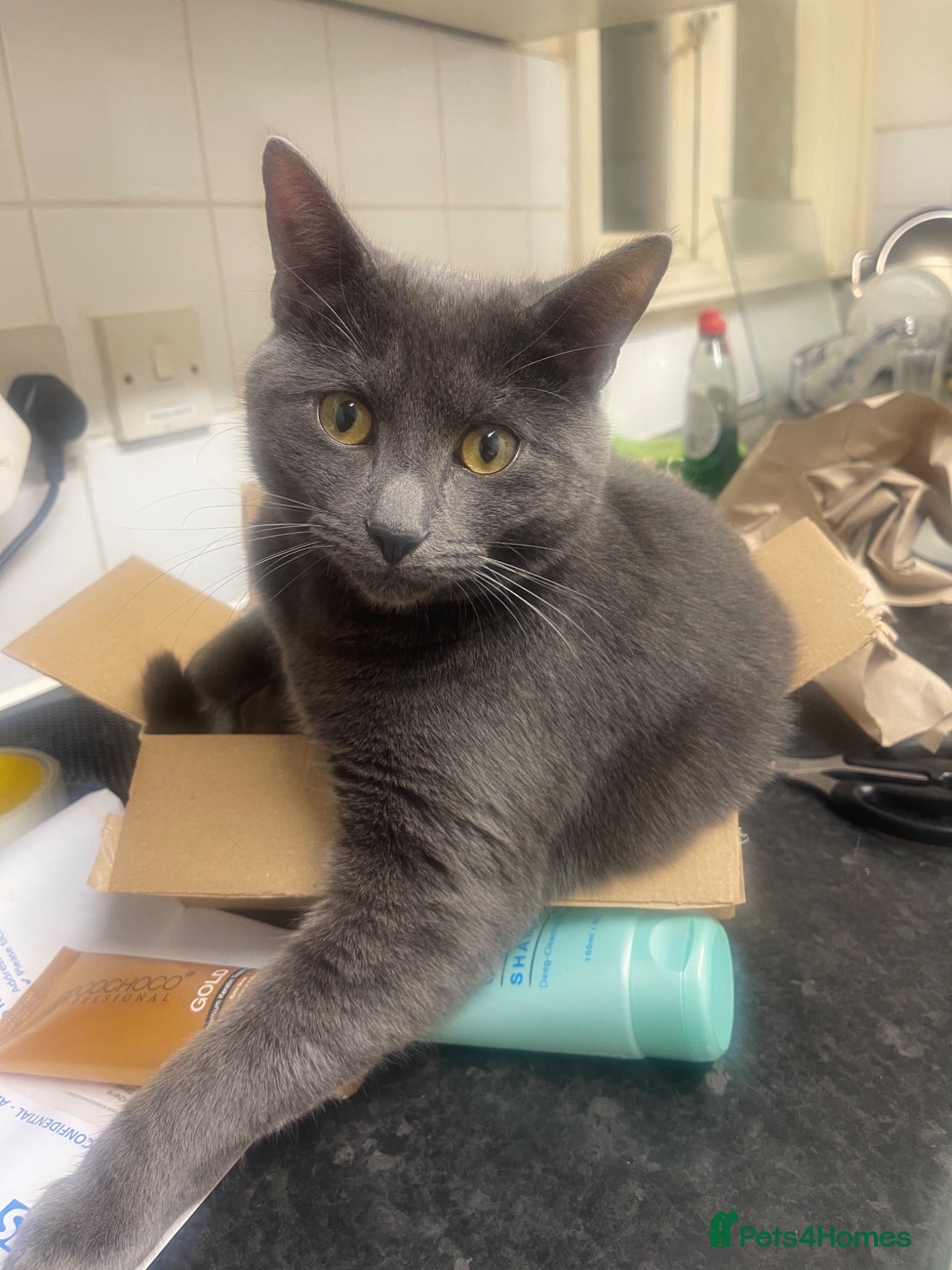 Mixed Breed cats Gorgeous, Lively British Shorthair Cross - Advert 2