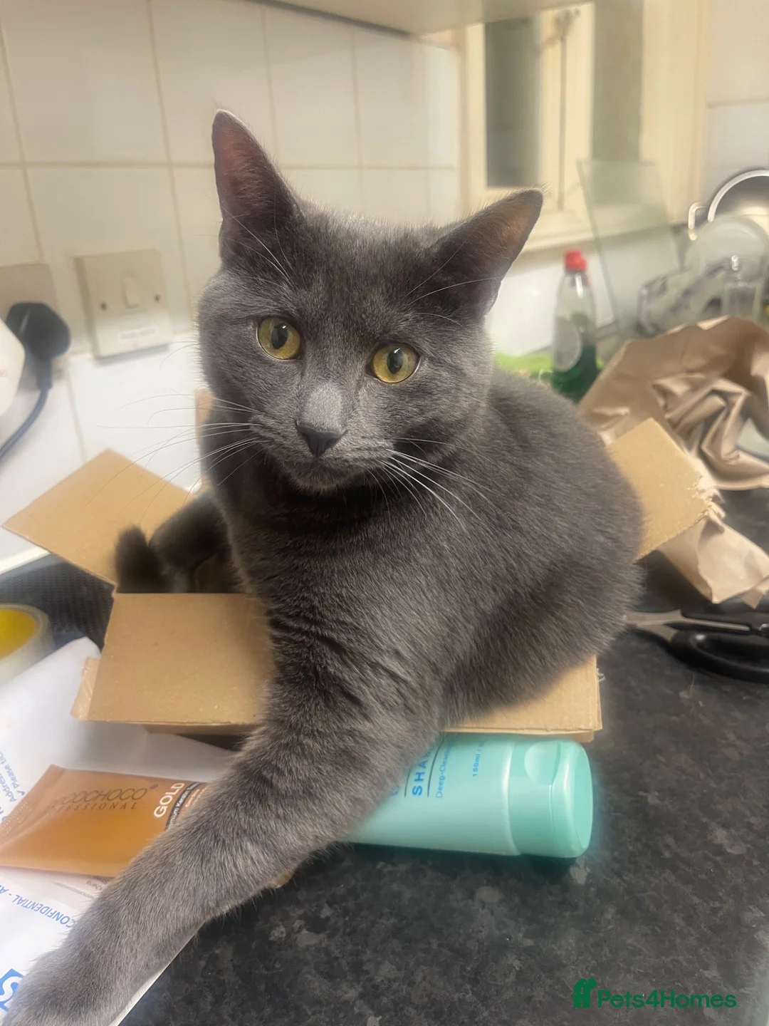 Mixed Breed cats for sale: Gorgeous, Lively British Shorthair Cross - Advert 1