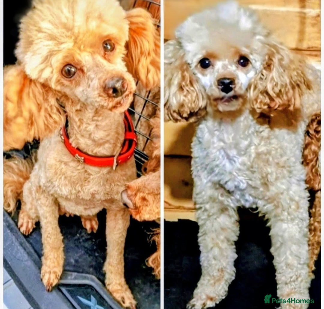 Toy Poodle dogs for stud: TOY & MINIATURE BOY'S FOR STUD  in Iver - Advert 12