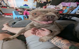 French Bulldog dogs for sale: French bulldog  - Image 3