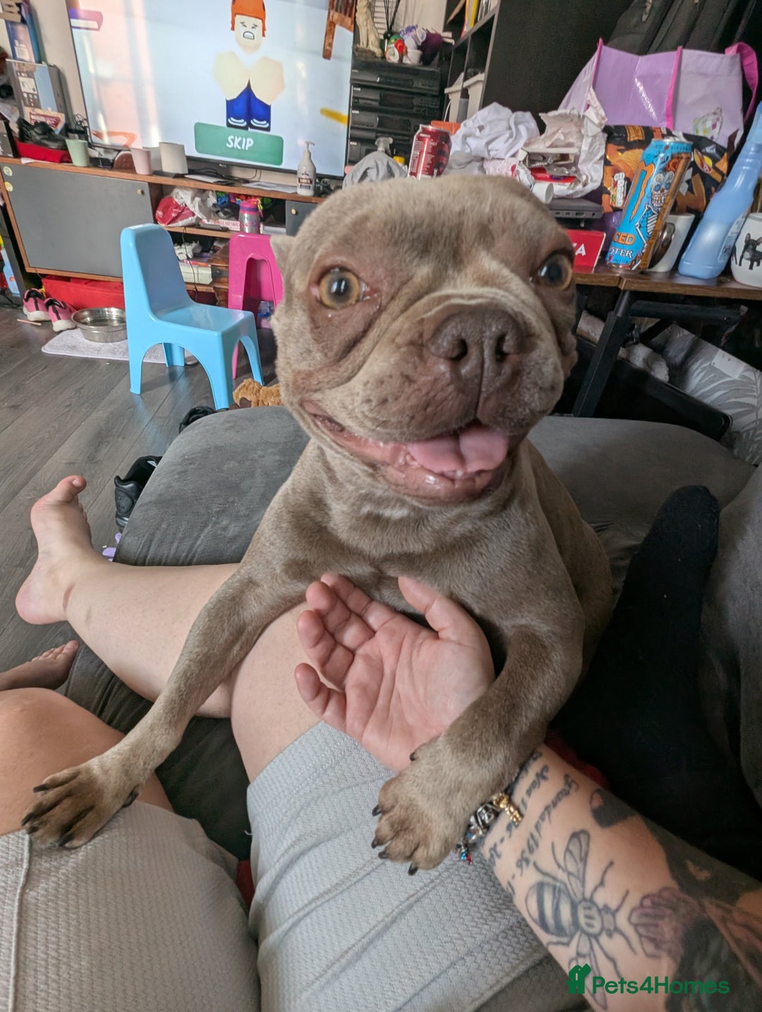 French Bulldog dogs for sale: French bulldog  - Image 3