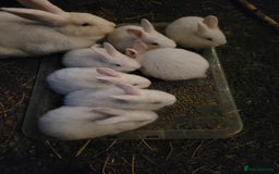 New Zealand rabbits for sale: Baby Newzealand white bunnies  - Image 1