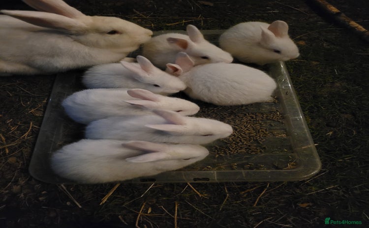 New Zealand rabbits - Advert 1