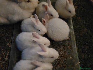 New Zealand rabbits - Advert 3