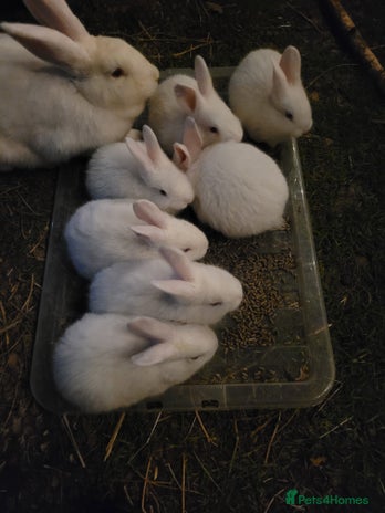 New Zealand rabbits 3 Pure Newzealand white rabbit babies Ready now - Advert 7