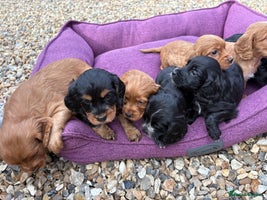 Cocker Spaniel dogs - Advert 9